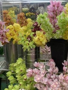 シンビジウム|「花の店文化園南陽店」　（山形県南陽市の花屋）のブログ
